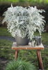 Silver Dust Cineraria Seeds